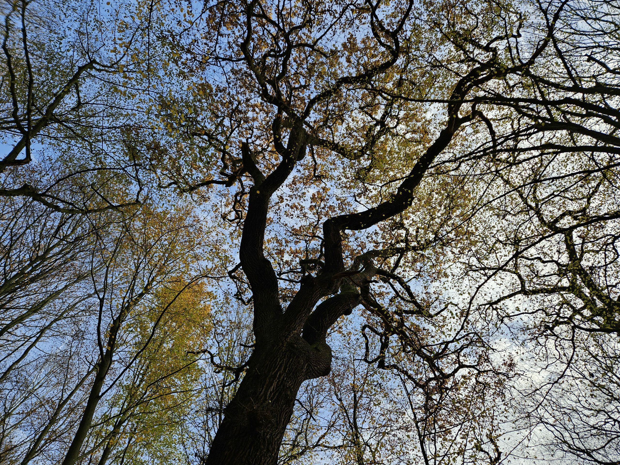 La forêt des touts petits